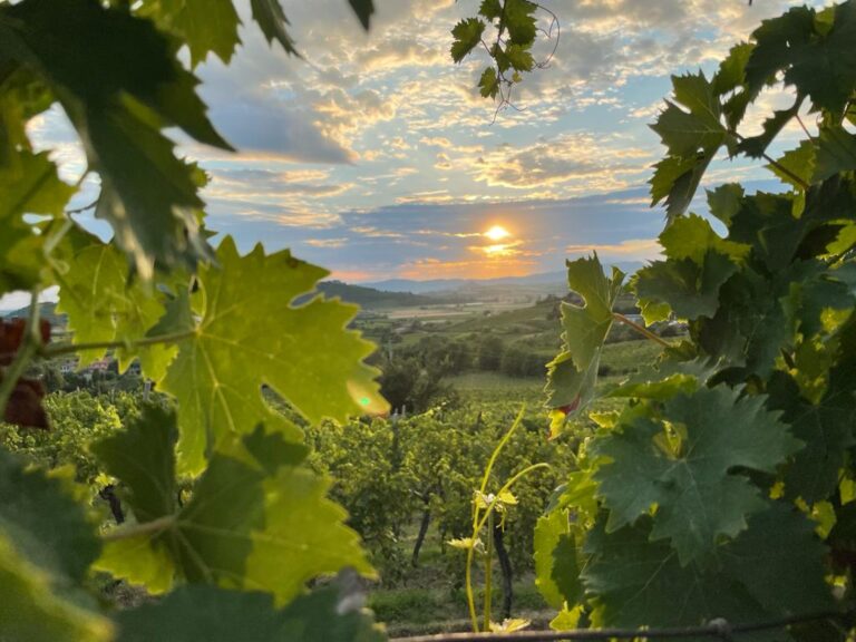 cantina alveare